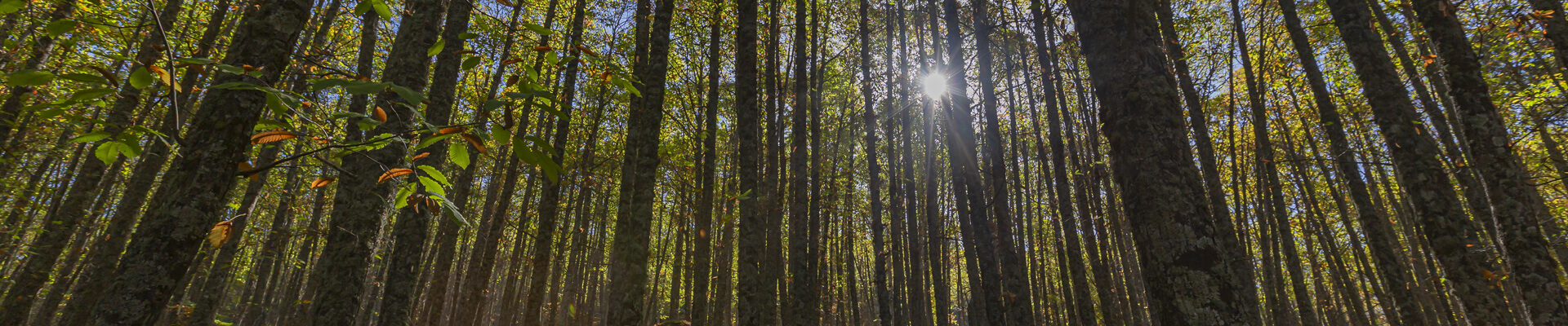 imagen de bosque desde el suelo