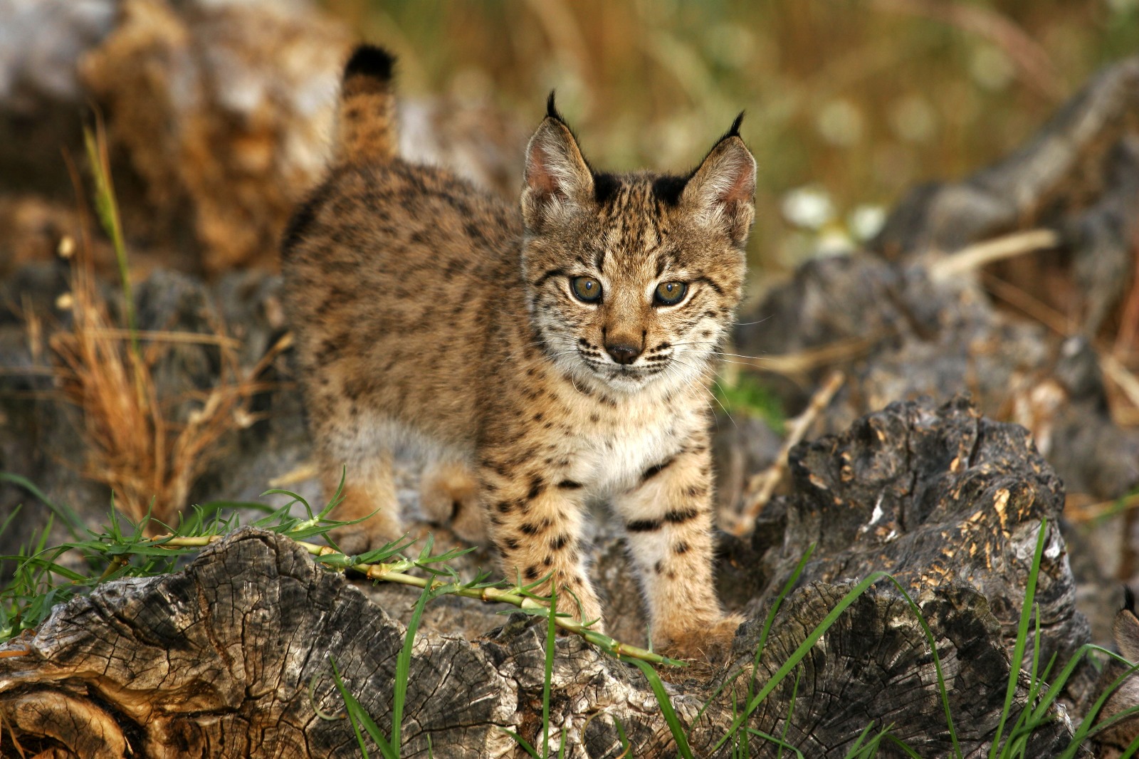 Cachorro de lince