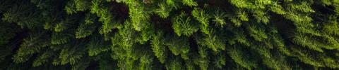imagen aérea de un bosque